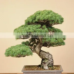 Bonsai Japanese Tree thumbnail-1