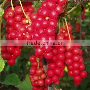 GMP Kosher Natural Schisandrae Chinensis Extract thumbnail-2