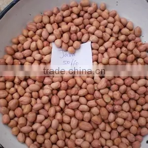 Roasted Peanuts thumbnail-1