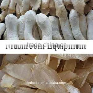 Mushroom Belt Drying Machine thumbnail-3