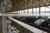 China Steel Structure Chicken House thumbnail-4