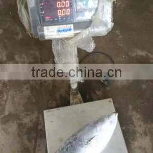 Sikpjack Tuna Meat/frozen Skipjack thumbnail-1