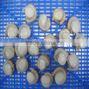 Cooked Frozen Scallops Seafood(roe On) thumbnail-1
