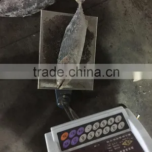 Best Quality Reasonable Price Frozen Bonito Sarda Sarda thumbnail-5