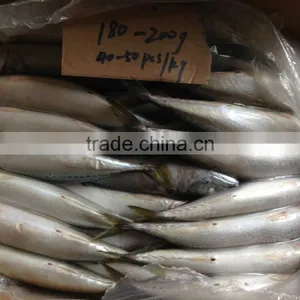 High Quanlity Product Pacific Mackerel thumbnail-5
