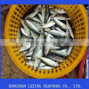 Frozen WR IQF Horse Mackerel thumbnail-1