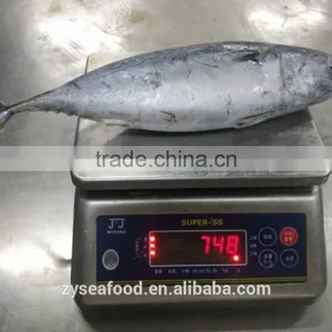 Seafood Supplier Taiwan Bonito 700g up thumbnail-2