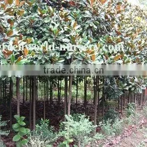 Magnolia Grandiflora Farm thumbnail-1