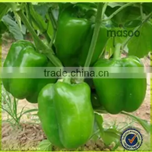 Fresh Cayenne Peppers Export Price thumbnail-1