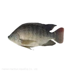 Frozen Tilapia Whole Round Fish thumbnail-1