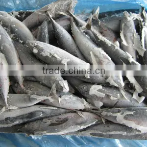 FROZEN BONITO thumbnail-1
