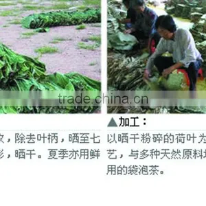 Top Quality Chinese Natural Herb Slimming Tea and Remove Heat Lotus Leaf Herbal Tea thumbnail-6