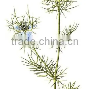 Caraway Oil IP/BP/USP thumbnail-1