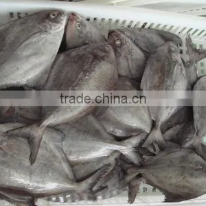 Black Pomfret thumbnail-3