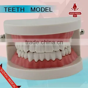 Teeth Care Model thumbnail-1
