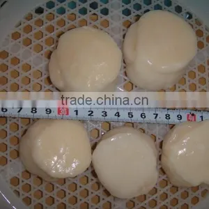 SCALLOP thumbnail-3