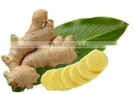 FRESH GINGER FROM VIET NAM thumbnail-1