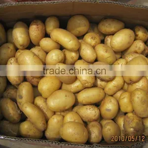 New Crop Fresh Potato thumbnail-2