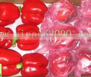 Fresh Chilli thumbnail-1