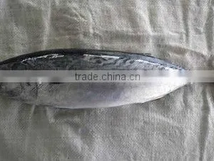 Food Live Fish Tuna Bonito In New thumbnail-1