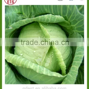 Chinese High Quality Fresh Green Cabbage thumbnail-1