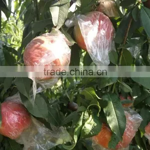 Fresh Gala Apple Sweet Juicy Gala Apple With Best Price Brand Yitian thumbnail-6