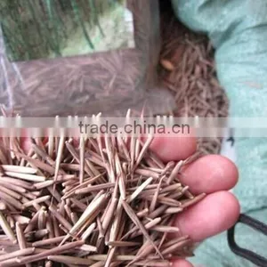 Moso Bamboo Seeds For Cultivation thumbnail-3