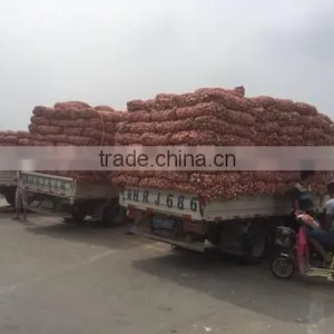 Fresh Style White Garlic From Cold Storage thumbnail-3