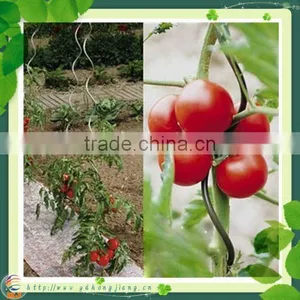 Tomato Plant Spiral Support Stakes thumbnail-5