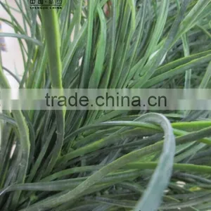 Artificial Wild Grass for Sale in China Factory Price thumbnail-5