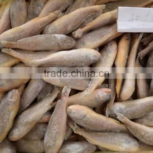 Frozen Yellow Croaker 40-100 thumbnail-1