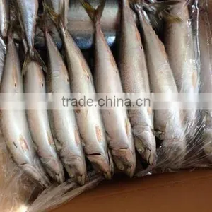 Sea Fish of Mackerel thumbnail-1