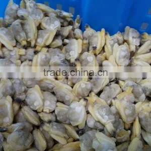 Frozen Boiled Baby Clam Meat for Seafood Mixed Bulk Packing thumbnail-4