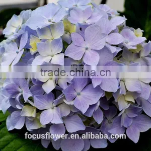 Multi Colors A Grade Cut Fresh Hydrangea Fresh Flower From Yunnan thumbnail-6