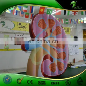 Factory New Design Inflatable Human Ear Model thumbnail-4