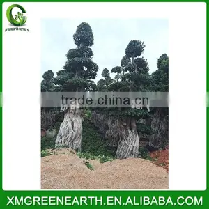 Ficus Microcarpa Big Bonsai 4m (4) thumbnail-1