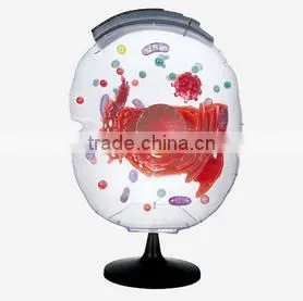 Animal Cell Model thumbnail-1