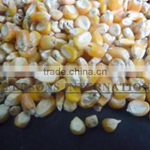 Paraguay Maiz Corn thumbnail-1