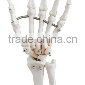 Life-Size Elastic Hand Joint Model thumbnail-1