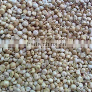 Sorghum thumbnail-1