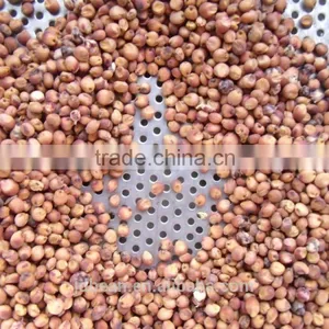 New Crop Red Sorghum Market Price thumbnail-3