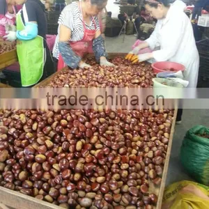 Dandong Kaili Chestnuts Jinhua Species thumbnail-2