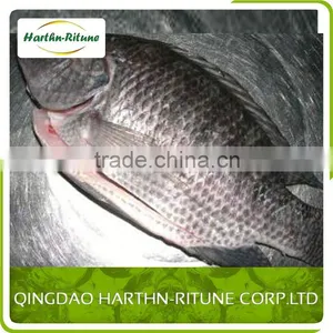Boneless And Skinless Iqf Tilapia Fillet Fish thumbnail-5