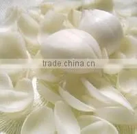 Lilium Brownii thumbnail-1