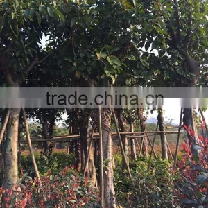 Ficus Altissima thumbnail-1