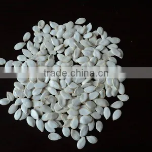 New Crop Snow White Pumpkin Seeds in Shell Size 12 cm thumbnail-1