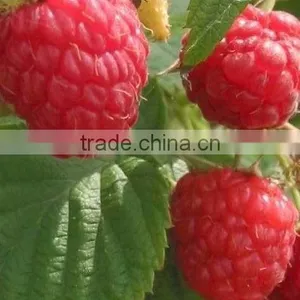 New Crop Iqf Raspberry thumbnail-4
