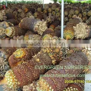 Cycas Revoluta thumbnail-1