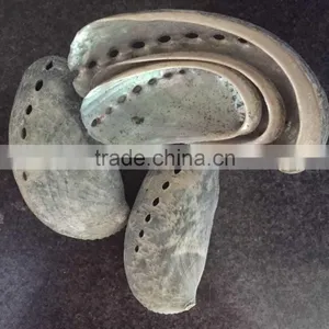 Philippines Abalone Shell Raw Material Donkey Ear Shell thumbnail-1