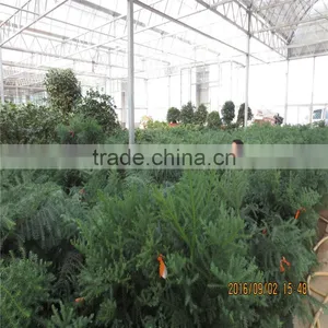 Multi-span Galvanized Greenhouse thumbnail-4